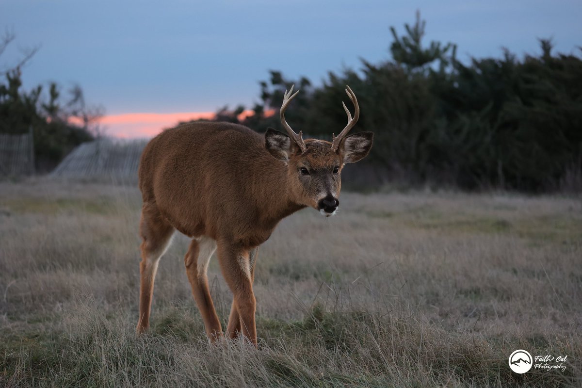 thebirdnerd7's tweet photo. 🦌
•
#deer #peace #peaceful #nature #naturephotography #dawn #dawnphotography #sunrise #sunrisephotography #wildlifephotography #wildlifephotography #wildanimals #naturelovers #sigma #sigma100400mm #sigmaphoto #canonwildlifephotography #canonwildlife #r6 #canonr6  #naturelover https://t.co/Sqe96WbAiL
