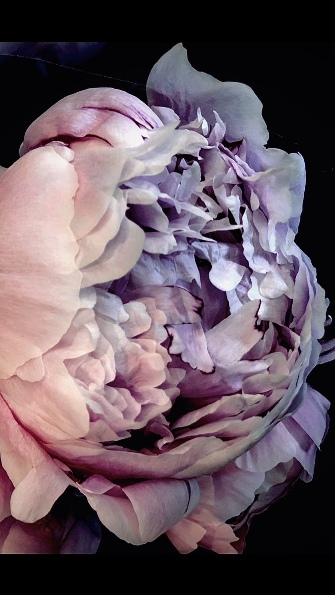 Dana Blake Scopa tweet media