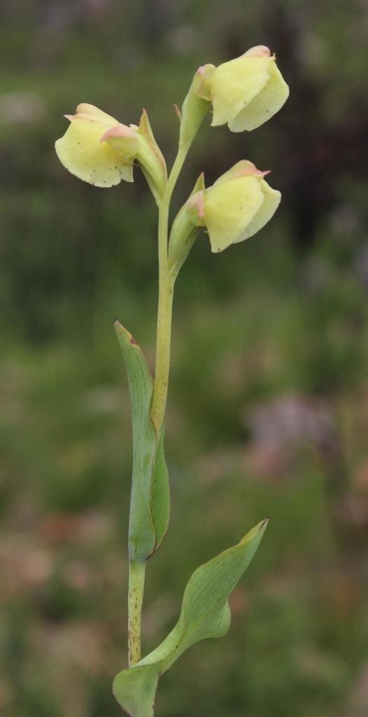 The #Diemersdal farm covers a sizable area of Renosterveld, one of the most threatened vegetation types in the world and an asset we work hard to conserve. Pictured here is the Monk’s Hood Bonnet Orchid. Read more about our #sustainability efforts: bit.ly/3VpTlzj