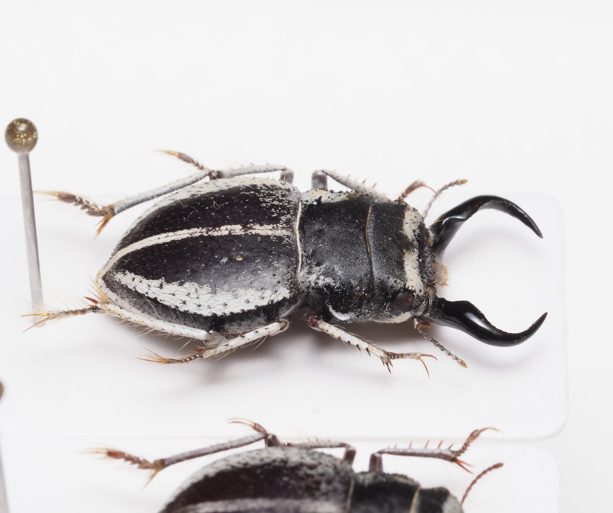 Calognathus chevrolati クワガタモドキゴミムシダマシの和名で知