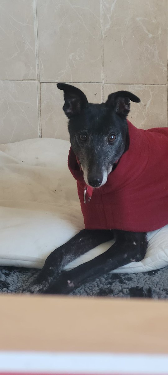 Please, please, please can somebody open up their home to the wonderful Miss H, if only for a few weeks. 

Miss Havisham takes “chilling” to a whole new level. She loves people and is gentle with children. She needs someone at home for most of the day.

gspca.ie/rehoming/miss-…