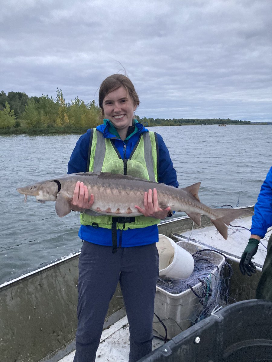 Kate_Marina27's tweet photo. I’ll be speaking tomorrow at #BES2022 at 10:00 in the Community Ecology session.  Come hear about the work I was doing over the summer, including tagging this sturgeon as part of a restoration project! https://t.co/JXNqvdiX14
