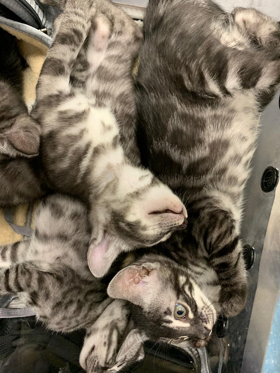 AnimorVets's tweet photo. 🐱Meet the stunningly beautiful Argenta and her six kitten babies. Paula, our Senior Veterinary Nurse in Ellesmere Port, was smitten by these beautiful kittens during their second vaccination appointment. To book simply visit https://t.co/UkLnaXzGEX or call on 0333 344 7502 https://t.co/T9a9ZvBbMg