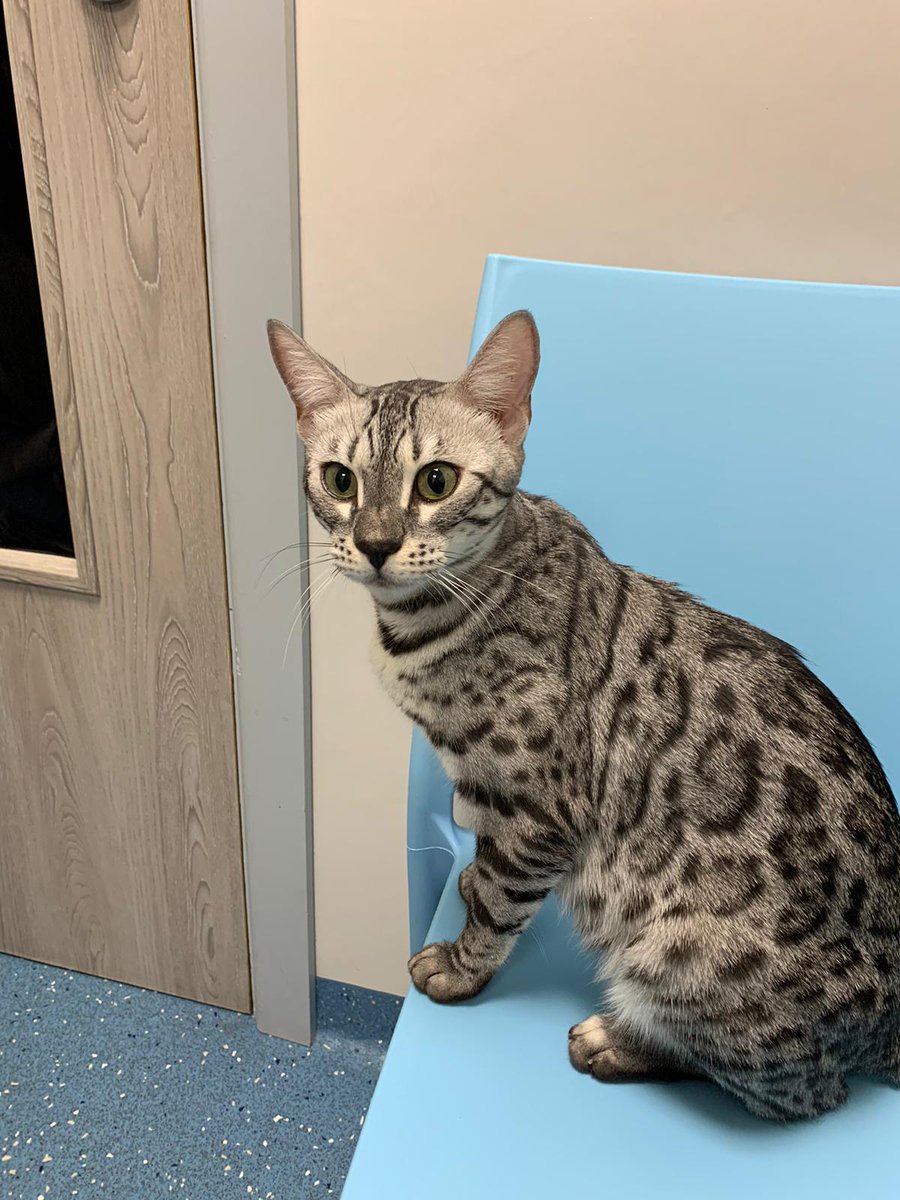 AnimorVets's tweet photo. 🐱Meet the stunningly beautiful Argenta and her six kitten babies. Paula, our Senior Veterinary Nurse in Ellesmere Port, was smitten by these beautiful kittens during their second vaccination appointment. To book simply visit https://t.co/UkLnaXzGEX or call on 0333 344 7502 https://t.co/T9a9ZvBbMg