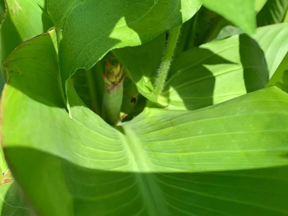 bornonmay19th's tweet photo. Tomorrow is #WinterSolstice. Here's a #cannalily to warm you up. Have a good day! 

#bornonmay19th #maybabies #maybaby #taurus #taurusman #tauruswoman #may19th #birthdaytwins #cannalily #plantmom #thinkbacktuesday #thewondersofhermind https://t.co/AQ86aCB18f