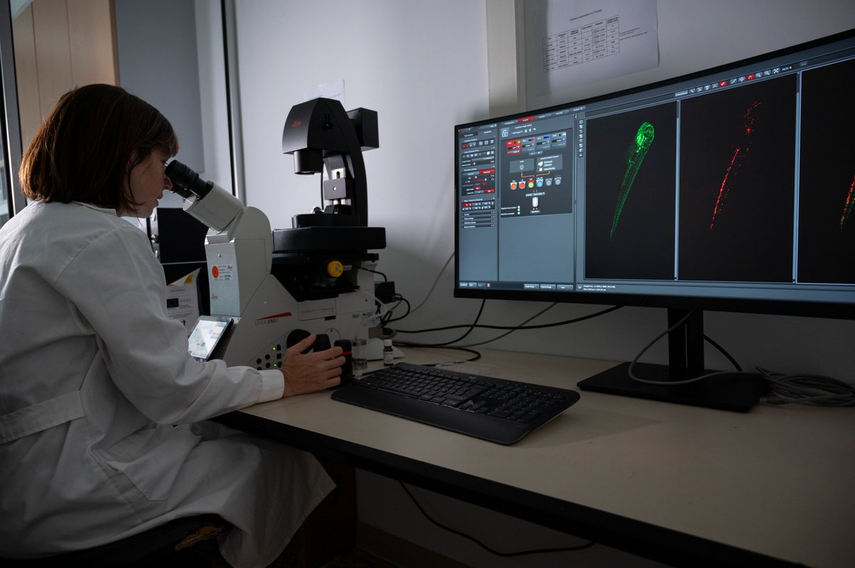 CSICGalicia's tweet photo. Seguimos en @IIM_CSIC, donde en la Unidad de Apoyo Científico-Técnico procesan en el microscopio una muestra de pez cebra tratada con inmunofluorescencia #CSICGaliciaFotos https://t.co/tivsTojlL4