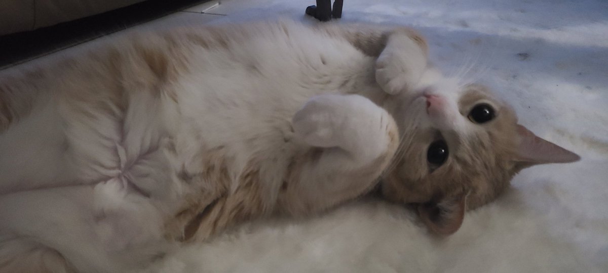 Minasbeans's tweet photo. Give me a belly rub! https://t.co/iMMToCRrcG