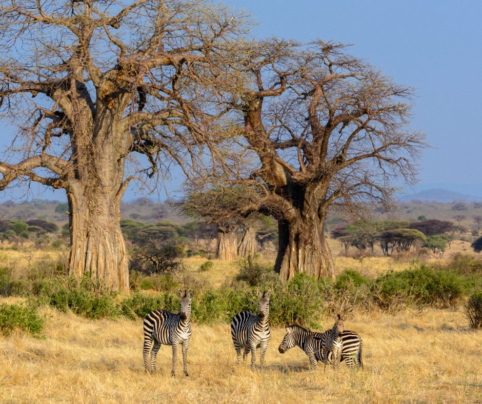 What are you hoping to find under the tree this festive season? We may not have the traditional tinsel-adorned pine; however, the ever-impressive African baobab trees attract lots of different and exciting wildlife, often treating us to special viewings and photo opportunities.