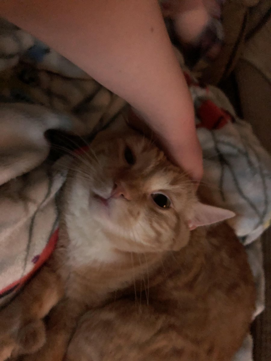 Michael's Cat tweet media