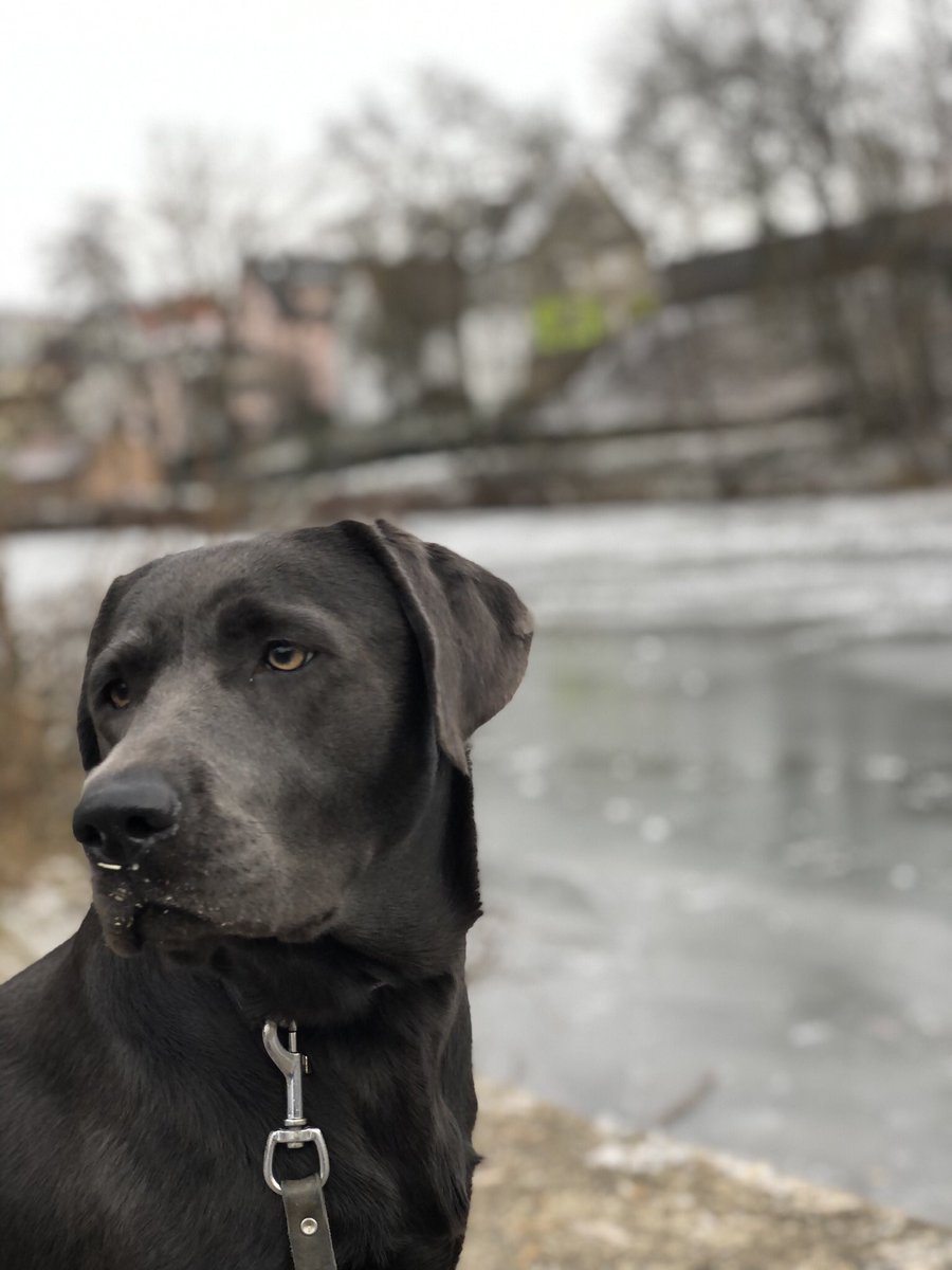 Mit der Hündin zur Entwurmung zum Tierarzt, damit es übermorgen Richtung Großbritannien durch den Eurotunnel gehen kann. Was braucht man alles? 
EU-Heimtierausweis ✅
Mikrochip ✅
Gültige Tollwutimpfung ✅
Eingetragene Entwurmung ✅
Gesundheitsnachweis ✅ #hund #uk