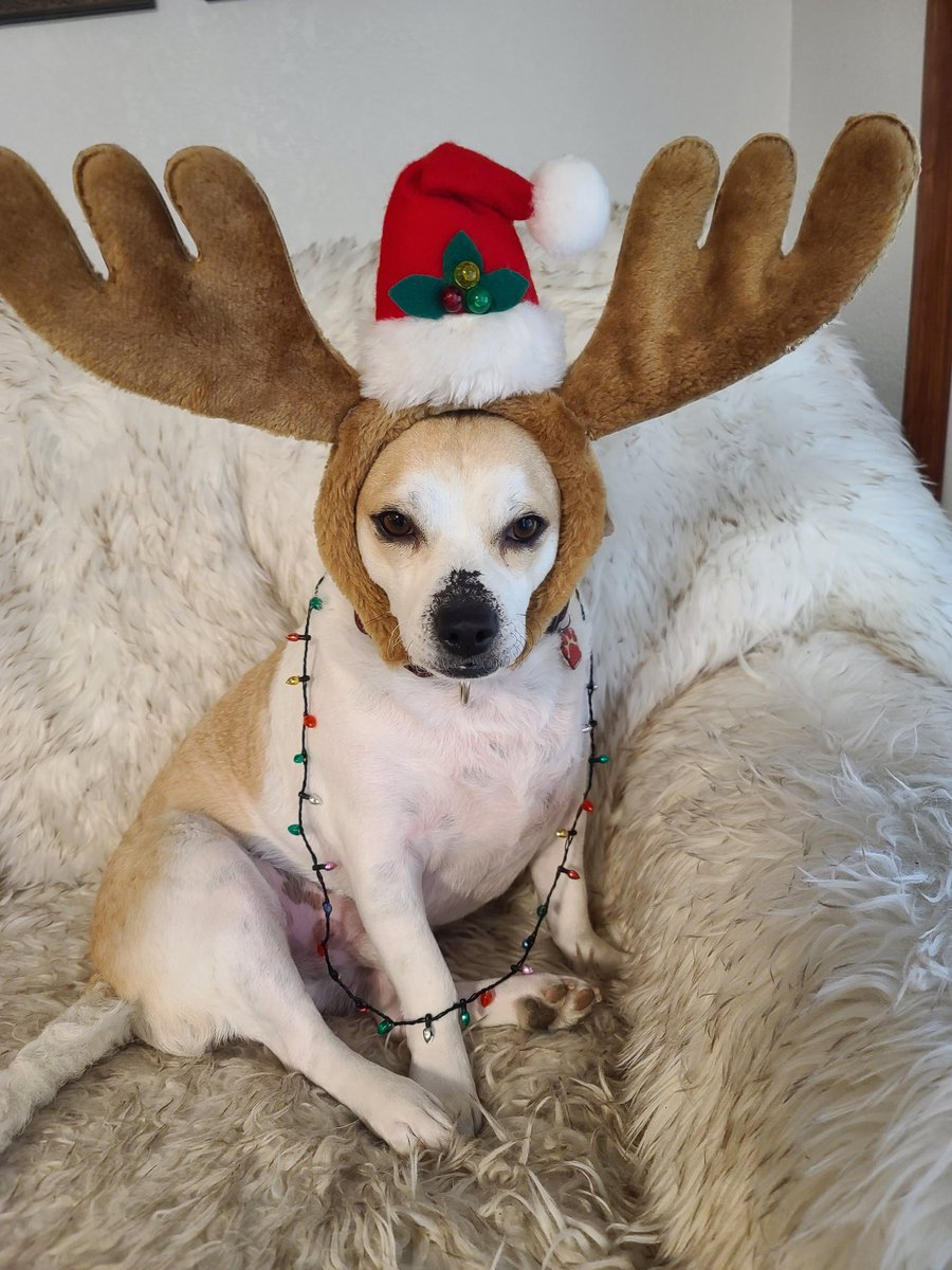 Wadapatch's tweet photo. @dog_rates @Trupanion Milo. He's a rescue from an abusive home enjoying his very first Christmas ❤️. https://t.co/4A25W6GLTX