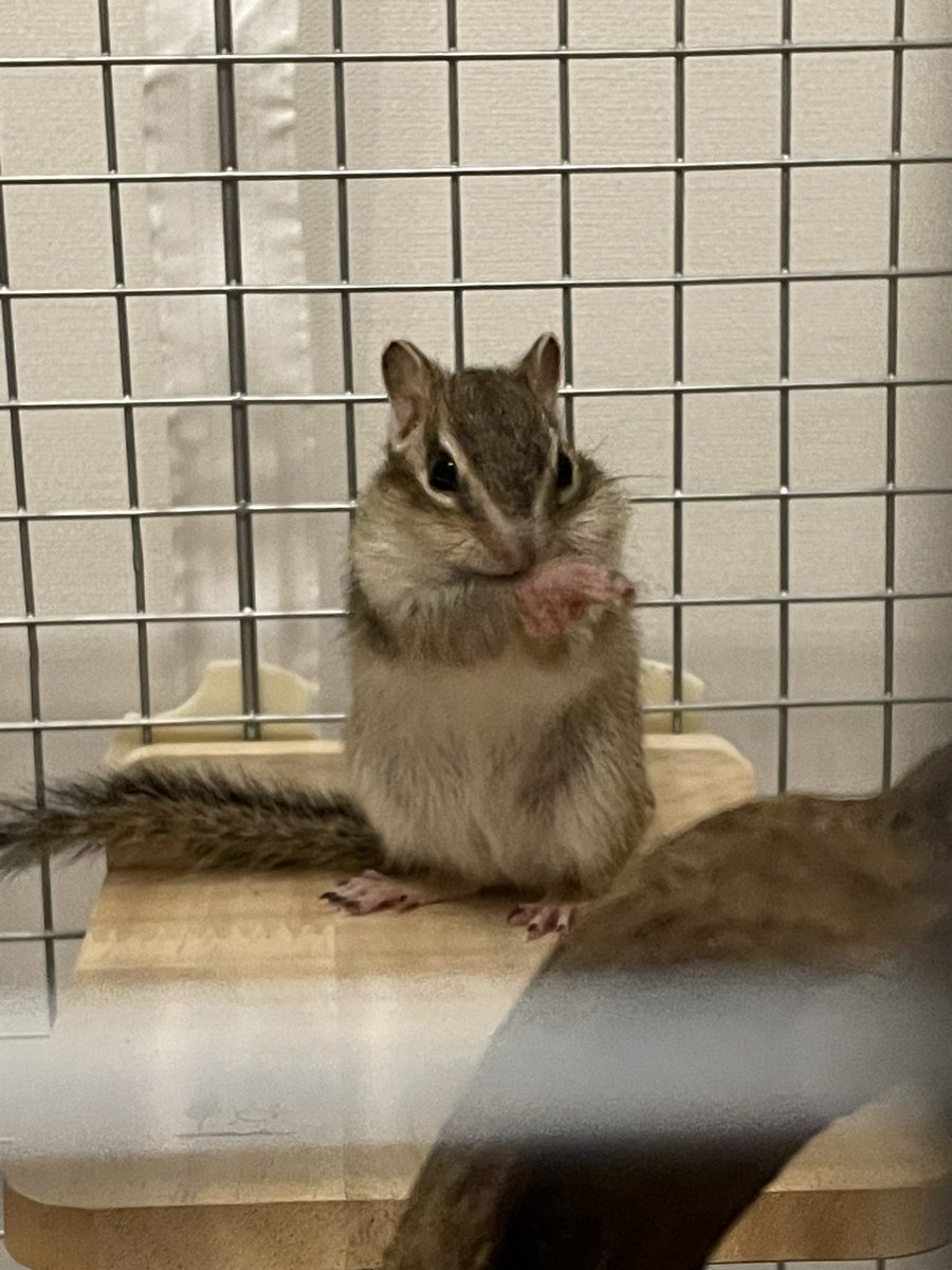 tomoster_jan's tweet photo. シマリスさんをお迎えしました🐿
ネルちゃんです🐿🐿よろしくお願いします https://t.co/qOWAKThUqZ