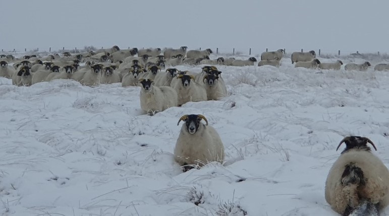 On behalf of the Exmoor Hill Farming Network Directors, we would like to wish you all a very Merry Christmas and a Happy and Healthy New Year. Thank you for your support with our network activities this year.