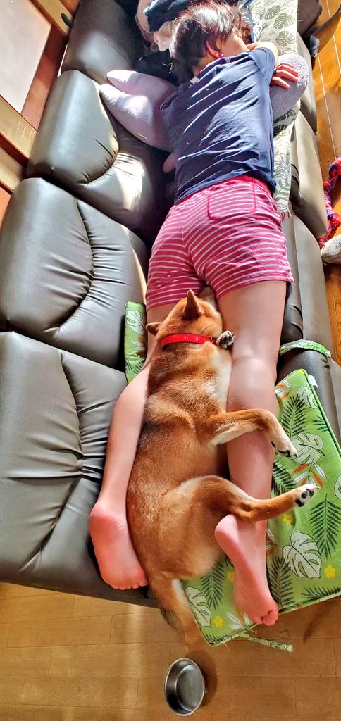katatumuri78's tweet photo. うちの犬が私に懐いてる写真
(実際は目も合わせてくれない) https://t.co/o1WOlvyzJx