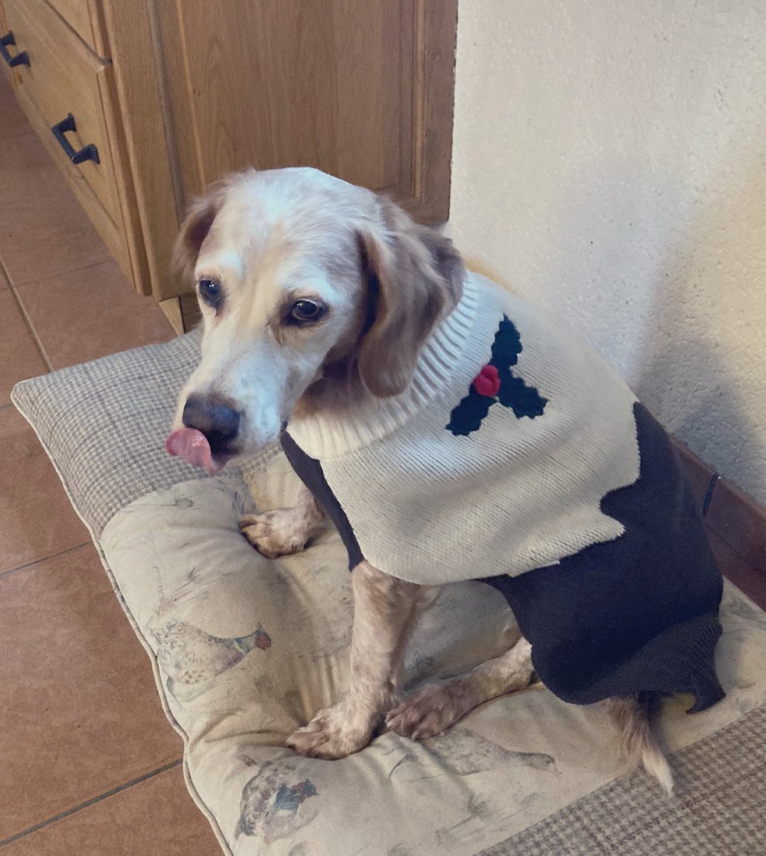 Frens, #TongueOutTuesday from Lady Iris modelling this season’s must-have #Christmas coat 🤣👍🎅🎄❄️🥶#dogsoftwitter PS pawrents are back home & they brought us lots of BACON treats 🥓👍💙👏🥓👍💙💙🥓👍💙💙👏 #nortysquad #MaxandMenace