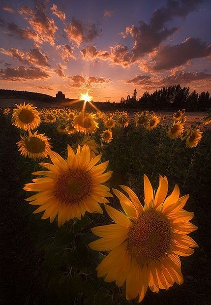 sun flower sunset.