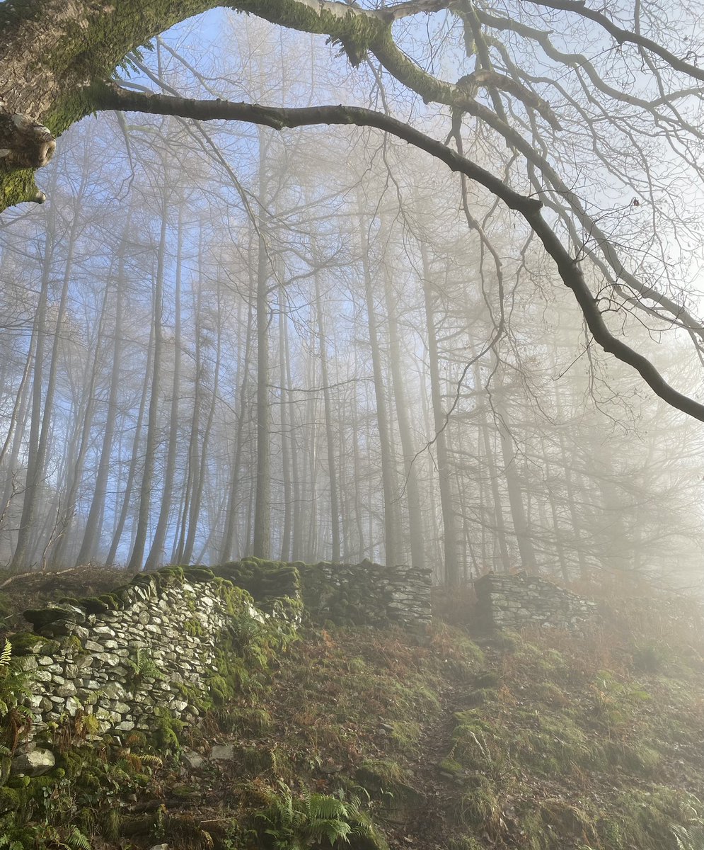 juliadarwen's tweet photo. @WLH1972 Above Grasmere #mistytrees https://t.co/iSxEVMkyl7