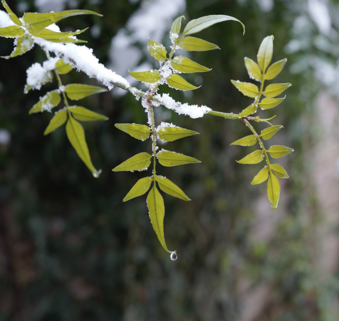 Hanging on #sonyalpha #leaves #bigthaw #snow #nature #hertfordshire