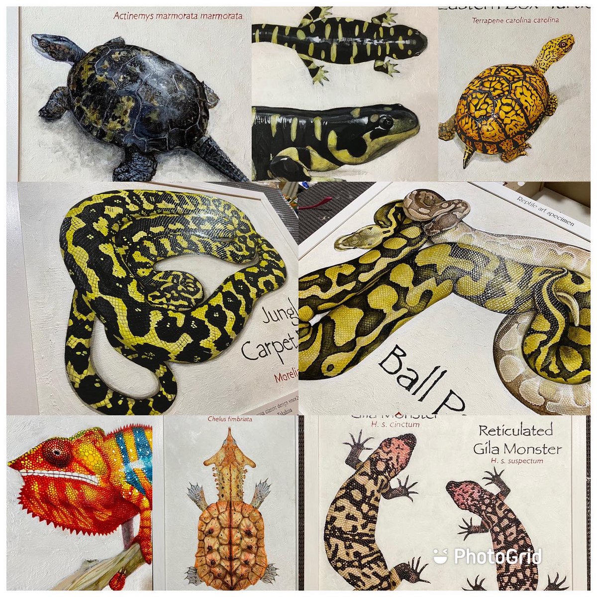 【油彩標本オーダー絶賛受付中】
爬虫類、両生類、魚類、鳥類、 犬猫小動物など油彩標本の制作を承ります。 
うちの子を描いて欲しい! 以前飼っていた子を描いて欲しい! 今オーダー頂くと制作スタートは2月初め、 完成は3月初旬~中旬頃となります。 見積もり、ご質問等お気軽にDMよりご連絡下さい。 