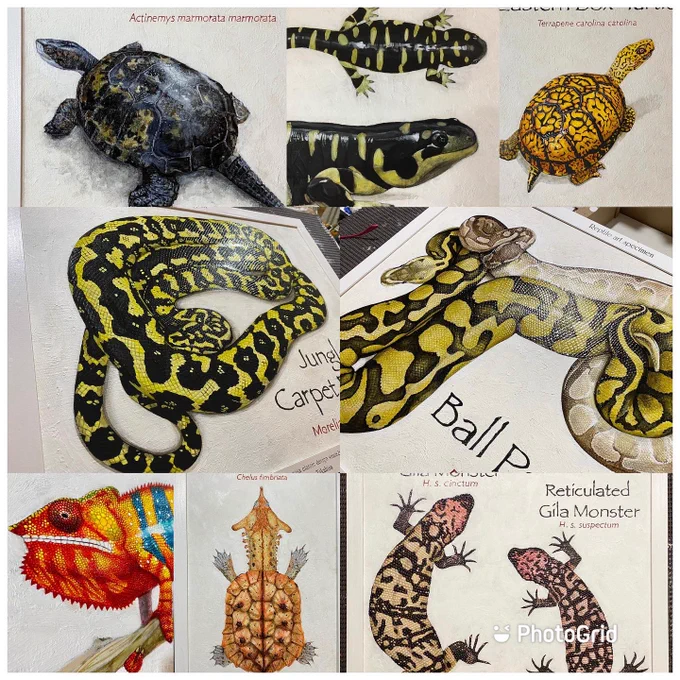 【油彩標本オーダー絶賛受付中】
爬虫類、両生類、魚類、鳥類、 犬猫小動物など油彩標本の制作を承ります。 
うちの子を描いて欲しい! 以前飼っていた子を描いて欲しい! 今オーダー頂くと制作スタートは2月初め、 完成は3月初旬~中旬頃となります。 見積もり、ご質問等お気軽にDMよりご連絡下さい。 