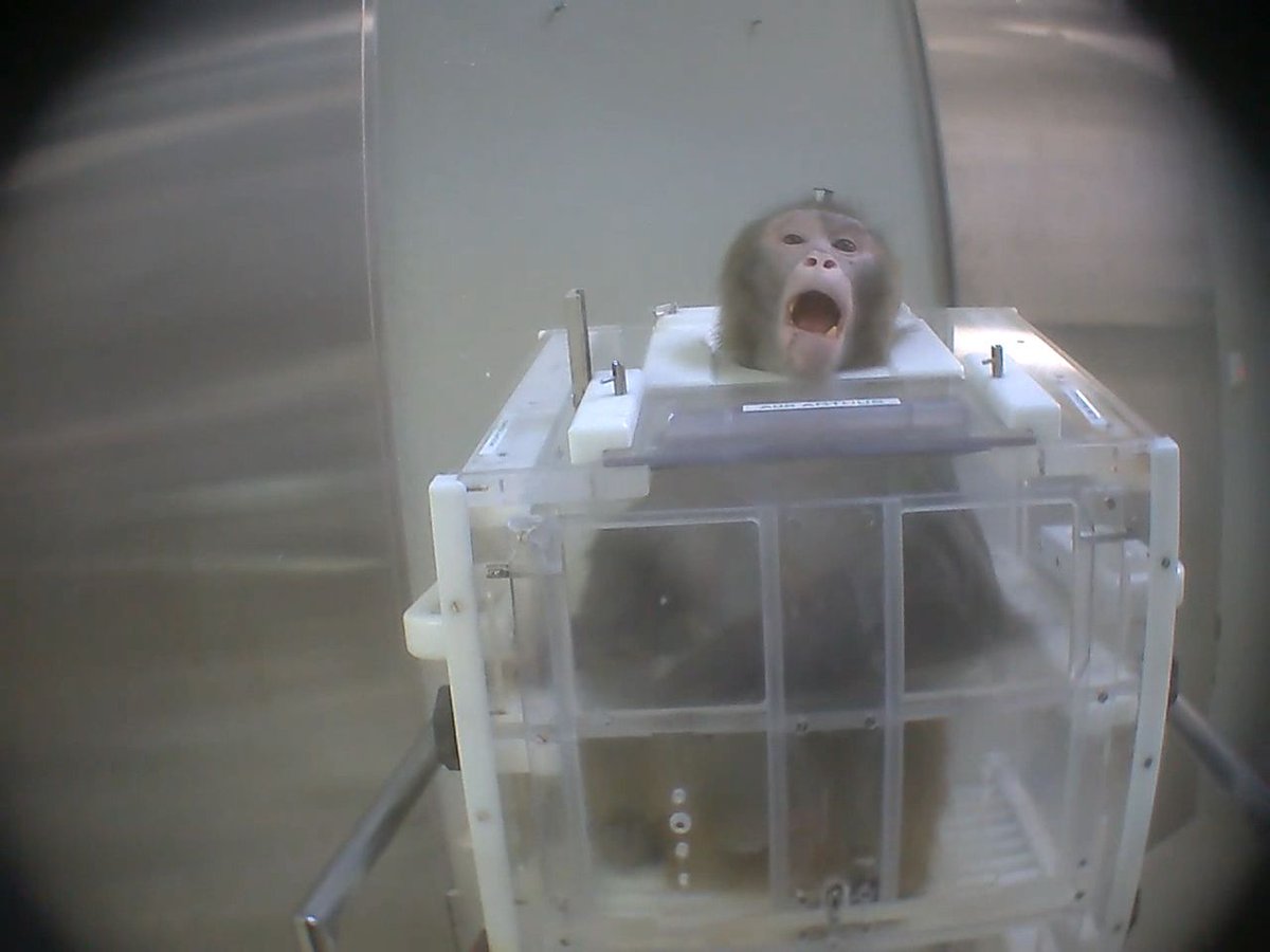 Action4Primates's tweet photo. Their lives controlled & manipulated, sometimes lasting years, #rhesusmacaques suffer in brain research, involving some of the most invasive & inhumane methods; including publicly funded work in #US labs: https://t.co/1i3qtWWwFr
#NotOursToUse #StopPrimateTests #ProtectPrimates https://t.co/a04uMCBwaR