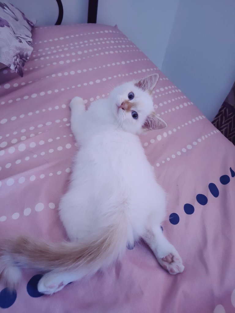 queenz0_0's tweet photo. @yemmeow Nayla<3 https://t.co/3KPHbzgeeV