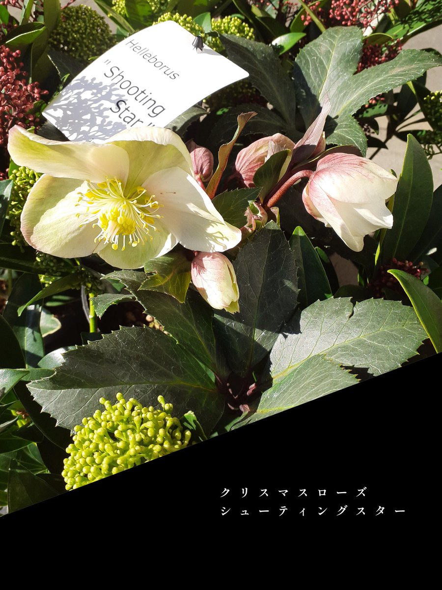 vovomame's tweet photo. �� …2  …  1

こんにちは

今年の植木の入荷は今日と次の24日𝑺𝒂𝒕𝒖𝒓𝒅𝒂𝒚で終わり😐。

お陰様で今日は植木の争奪戦💦
長くお待ち頂いたお客様、ごめんなさい🙏でした

今日のお花達っす⬇ https://t.co/yfloQaV21S