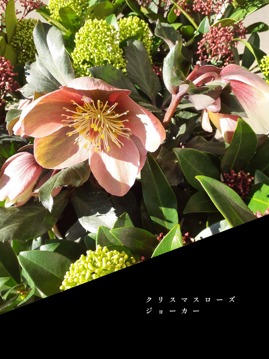 vovomame's tweet photo. �� …2  …  1

こんにちは

今年の植木の入荷は今日と次の24日𝑺𝒂𝒕𝒖𝒓𝒅𝒂𝒚で終わり😐。

お陰様で今日は植木の争奪戦💦
長くお待ち頂いたお客様、ごめんなさい🙏でした

今日のお花達っす⬇ https://t.co/yfloQaV21S