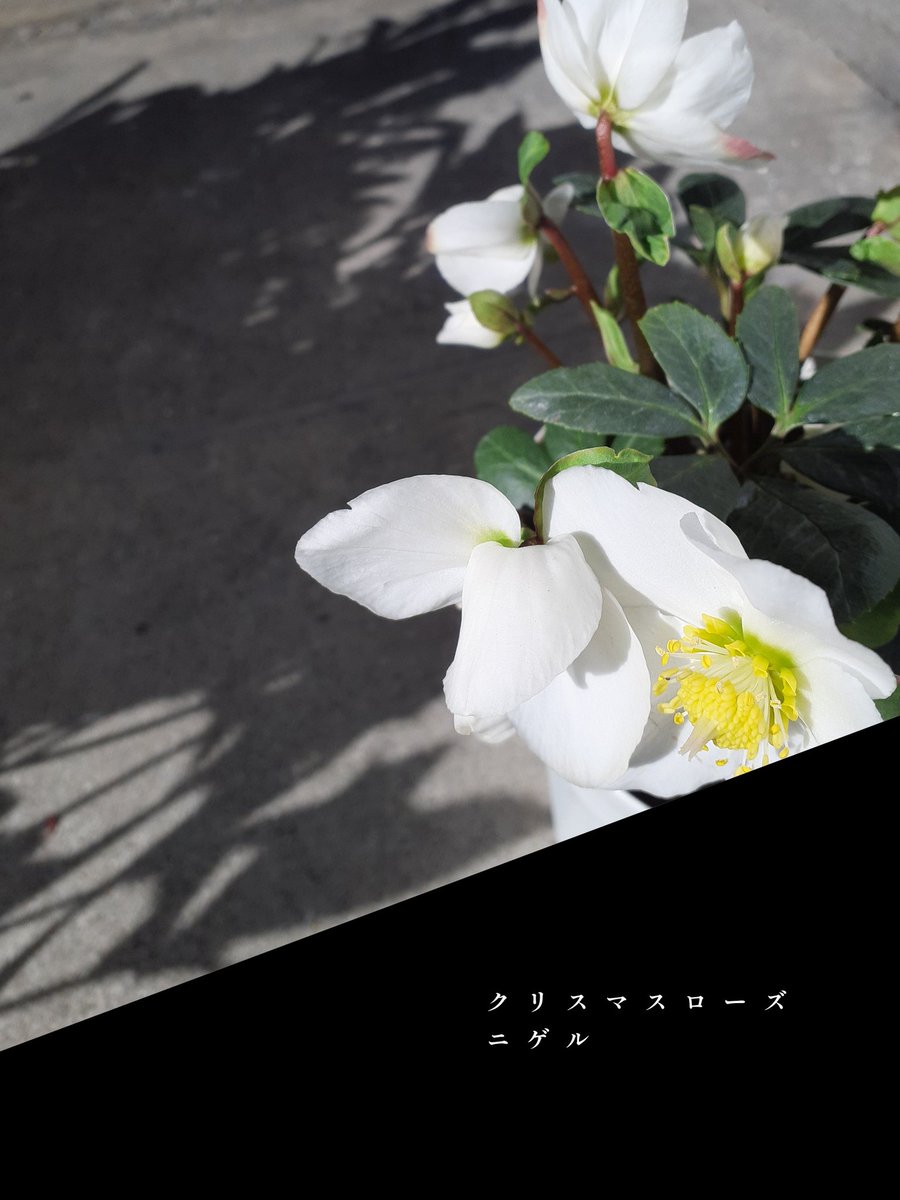 vovomame's tweet photo. �� …2  …  1

こんにちは

今年の植木の入荷は今日と次の24日𝑺𝒂𝒕𝒖𝒓𝒅𝒂𝒚で終わり😐。

お陰様で今日は植木の争奪戦💦
長くお待ち頂いたお客様、ごめんなさい🙏でした

今日のお花達っす⬇ https://t.co/yfloQaV21S
