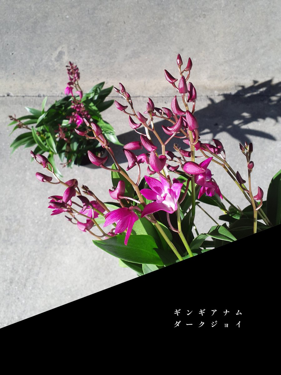 vovomame's tweet photo. �� …2  …  1

こんにちは

今年の植木の入荷は今日と次の24日𝑺𝒂𝒕𝒖𝒓𝒅𝒂𝒚で終わり😐。

お陰様で今日は植木の争奪戦💦
長くお待ち頂いたお客様、ごめんなさい🙏でした

今日のお花達っす⬇ https://t.co/yfloQaV21S
