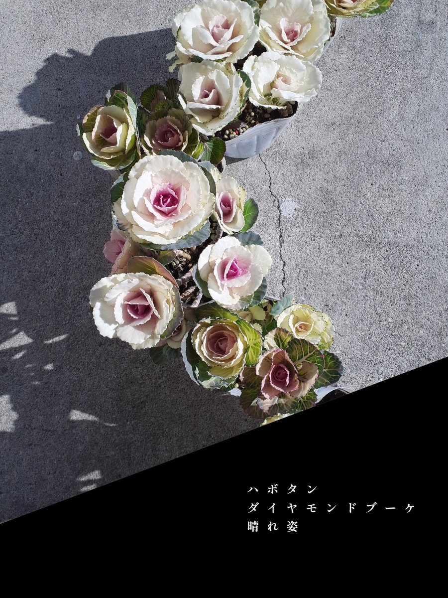 vovomame's tweet photo. の 2 https://t.co/wqDUjjljxi