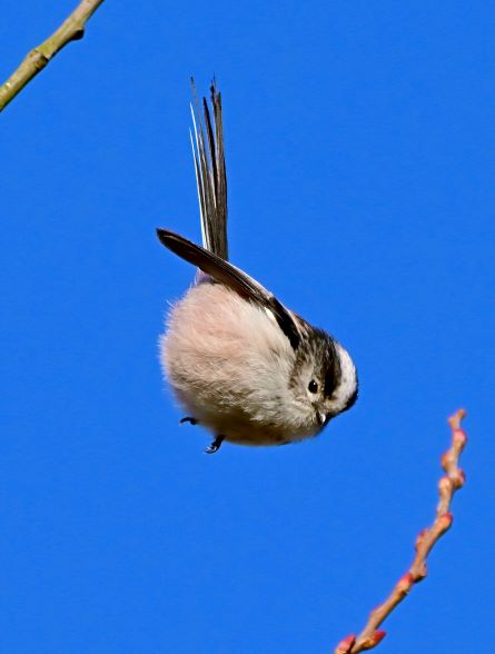 'When you see the feeders being restocked' We love this image of a long-tailed tit zooming into action at RSPB Greylake by photographer @CarlBovisNature. Have you taken any cracking avian action shots recently?