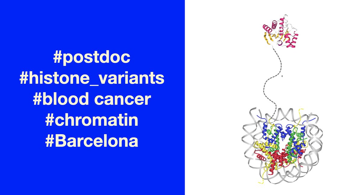 OPPORTUNITY TO JOIN US!

Are you interested in chromatin biology?
Do you like to study molecular mechanisms?
But prefer to do so in the context of a relevant disease?

Check out this POSTDOC opportunity in our group!
👉buschbecklab.org

Please RT!