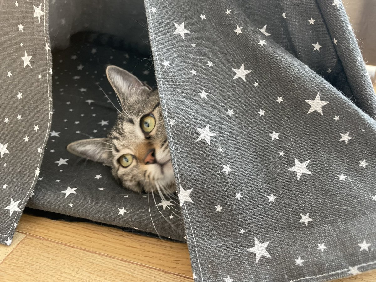 SOU__KURI's tweet photo. ひょっこりしてる🥺

#猫のいる暮らし 
#猫好きさんと繋がりたい 
#猫がいる幸せ https://t.co/jubFkTvcFW