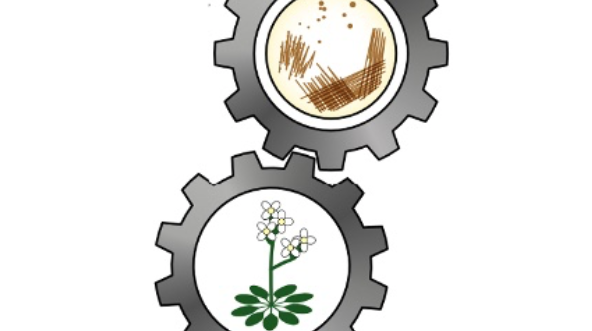 Antony Dodd (@ant_dodd) on Twitter photo Last day to apply - Exciting post-doc opportunity in my lab <a href="/JohnInnesCentre/">John Innes Centre</a> in collaboration with @MarthaMerrow and <a href="/EvolvedBiofilm/">Akos T. Kovacs</a> on interactions between circadian clocks in bacteria and plants #chronobiology #plantsci #microbiology Apply: jic.ac.uk/vacancies/3129… Last day to apply - Exciting post-doc opportunity in my lab <a href="/JohnInnesCentre/">John Innes Centre</a> in collaboration with @MarthaMerrow and <a href="/EvolvedBiofilm/">Akos T. Kovacs</a> on interactions between circadian clocks in bacteria and plants #chronobiology #plantsci #microbiology Apply: jic.ac.uk/vacancies/3129…