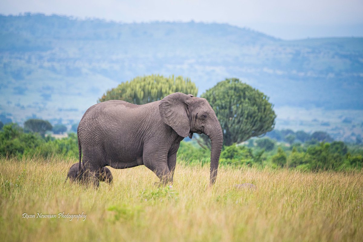 NewmanDixon1's tweet photo. The African Elephant! 🐘

-Pregnant for 22 months 🤭
-Herd is lead by an old female👌
-Baby weighs over 100k🤯
-Adult males weighs over 6,000 kgs����🤯
-Never forgets (good memory)😍
- Ear shaped like African Map🤭
-Drinks over 100 litters in day 🙌
-Eats about 150kgs 😳 https://t.co/0vKvzlCOyY