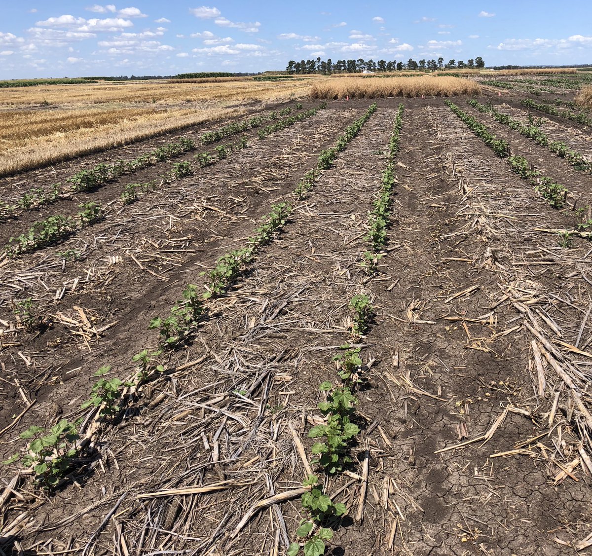 Much more uniform dryland #cotton establishment following a long-fallow from wheat (L) vs a short-fallow from sorghum (R). #farmingsystemsnorth <a href="/CottonResearch/">CRDC</a> <a href="/DDCGInc/">Darling Downs Cotton Growers Inc</a>