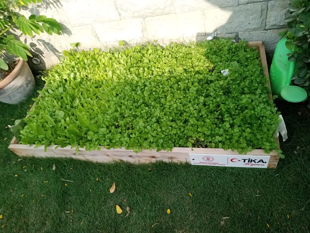 KarachiTika's tweet photo. 4⃣ While establishing "model classrooms for #agriculture" in 3 schools of #Karachi, We have also become the students of #OrganicAgriculture by establishing model #KitchenGarden in our @KarachiTika office.
#Spinach #coriander #persley
How It started How It is going https://t.co/HqPOdF4LyB