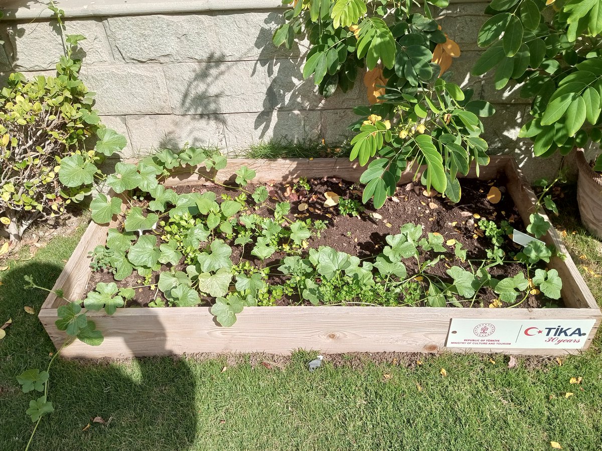 KarachiTika's tweet photo. 4⃣ While establishing "model classrooms for #agriculture" in 3 schools of #Karachi, We have also become the students of #OrganicAgriculture by establishing model #KitchenGarden in our @KarachiTika office.
#Spinach #coriander #persley
How It started How It is going https://t.co/HqPOdF4LyB