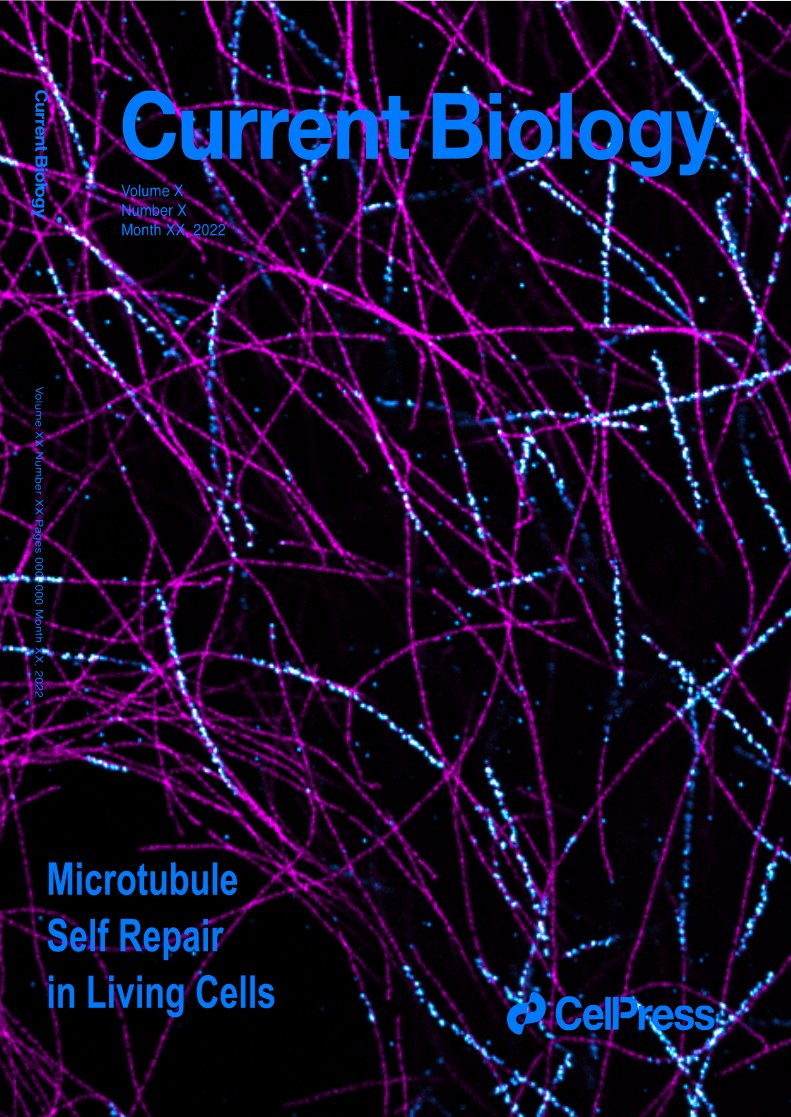 ManuelTHERY's tweet photo. Newly elongated microtubules few minutes after injection of fluorescent tubulins visualized in #ExM.
By Alexandre Schaeffer.
Do you see the #selfrepair ?
#NotTheCover https://t.co/qoirlTZUQb