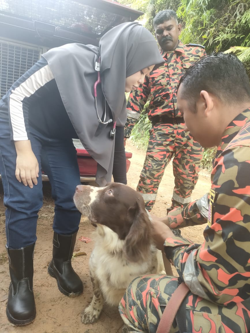 DrAkmaNgahHamid's tweet photo. Team DVSKL juga terlibat bagi memantau kesihatan &amp; merawat anjing penyelamat dalam operasi menyelamat mangsa tanah runtuh di Batang Kali. Team DVSKL akan membuat pemantauan pada setiap hari Selasa, Rabu Khamis bermula hari ini sehingga operasi selesai. https://t.co/xCkZ64zLoA