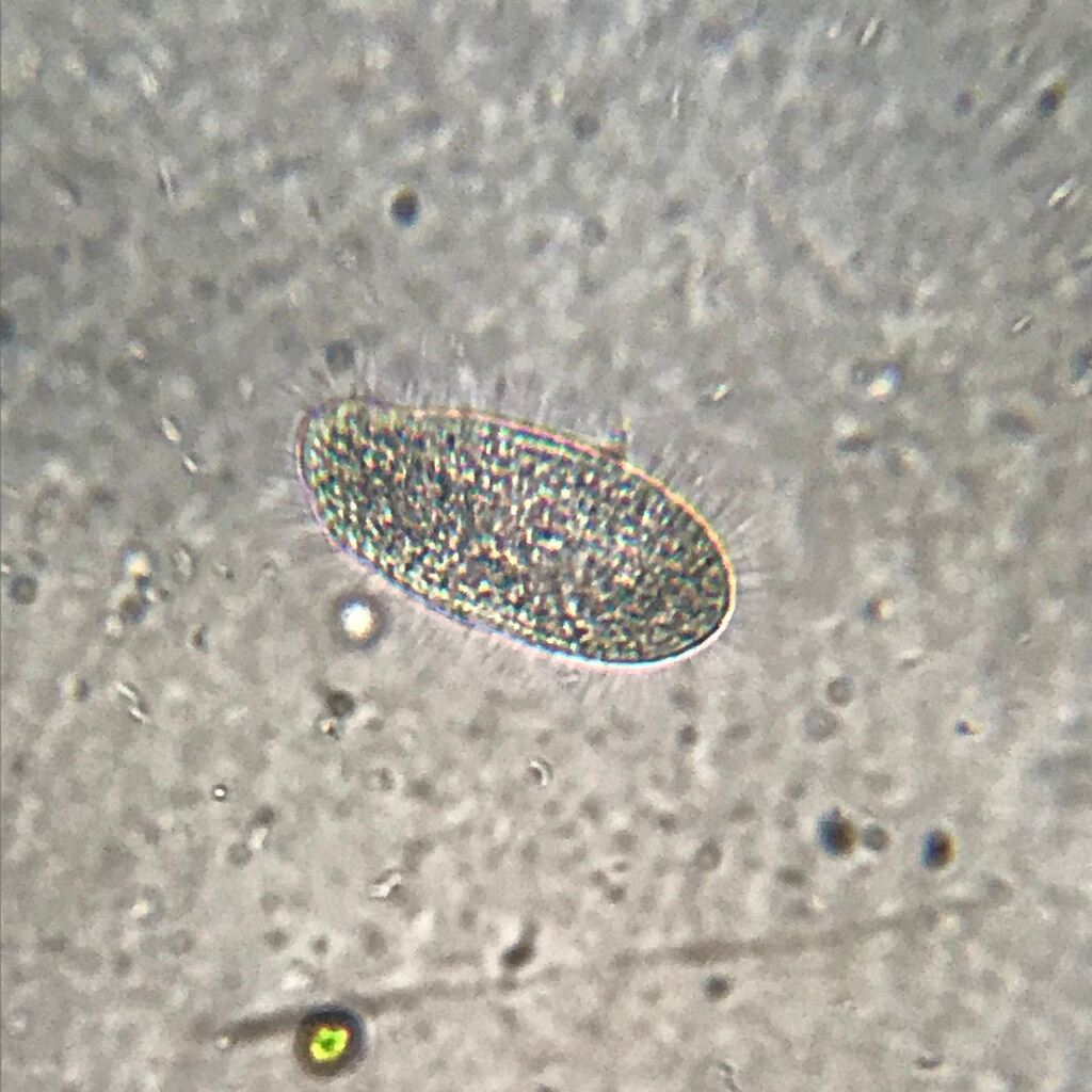 Ciliated Paramecium - image captured by members of the @bristolhackspace. Paramecium are covered in fine hairs that propel it through liquid when searching for food. instagr.am/p/CmYkmXQo8NC/