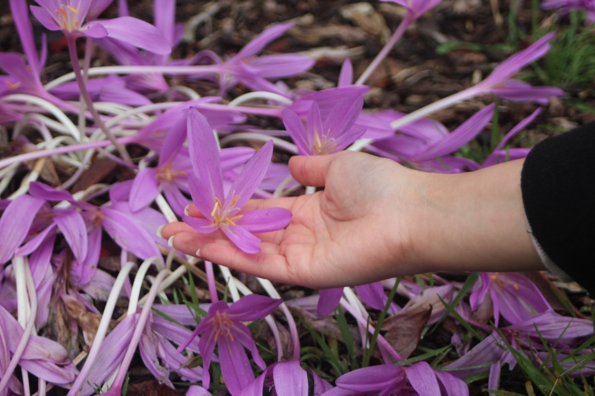 Rule of Threes Arts tweet media