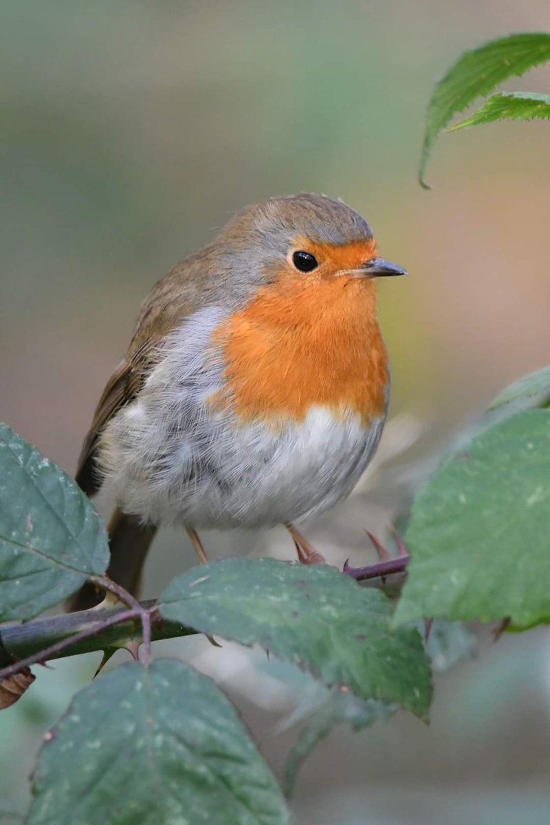Robin 
Upton County Park 
#wildlife #nature #Poole
#uptoncountrypark #Dorset #wildlifephotography #birdwatching
#TwitterNatureCommunity
#Robin