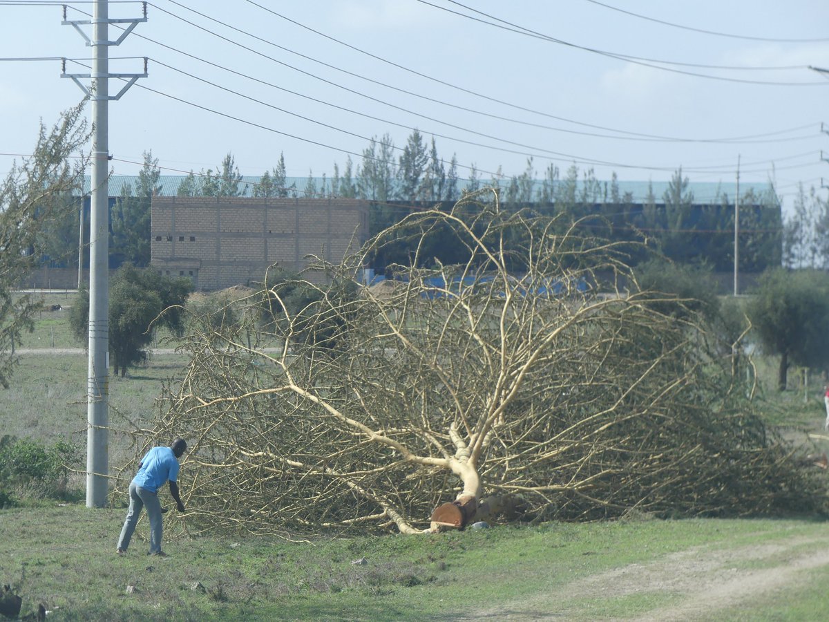 PhotosForTrees's tweet photo. @kenyangeography It seems nice and green around Njambini and somewhat less so along #NamangaRoad thanks to the efforts of @KenyaPower_Care @KenyaPower https://t.co/8UgNs2lZch