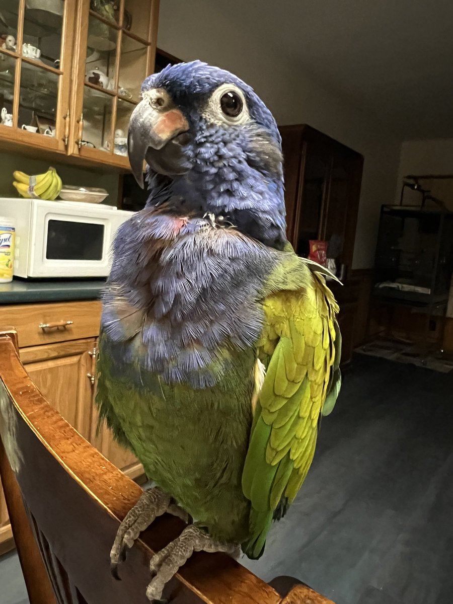 <a href="/CBCOntMorning/">Ontario Morning</a> she is my life, her name is Keito. She’s almost 20 years old