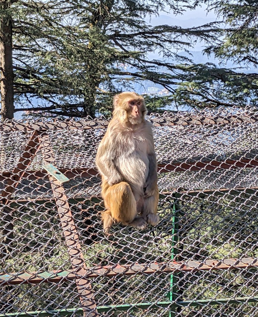 krishnapithva's tweet photo. Meet my study monkey, Bindu https://t.co/s6xxELqn2r