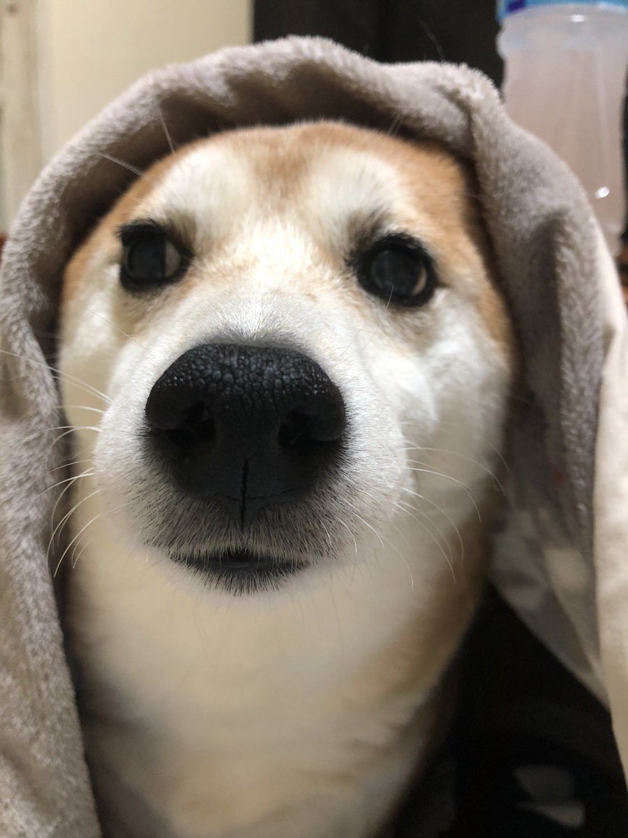 e9m_il's tweet photo. こたつが大好きな🐶達😂

 #柴犬 #秋田犬 #こたつ犬 https://t.co/VhLzwO0R01