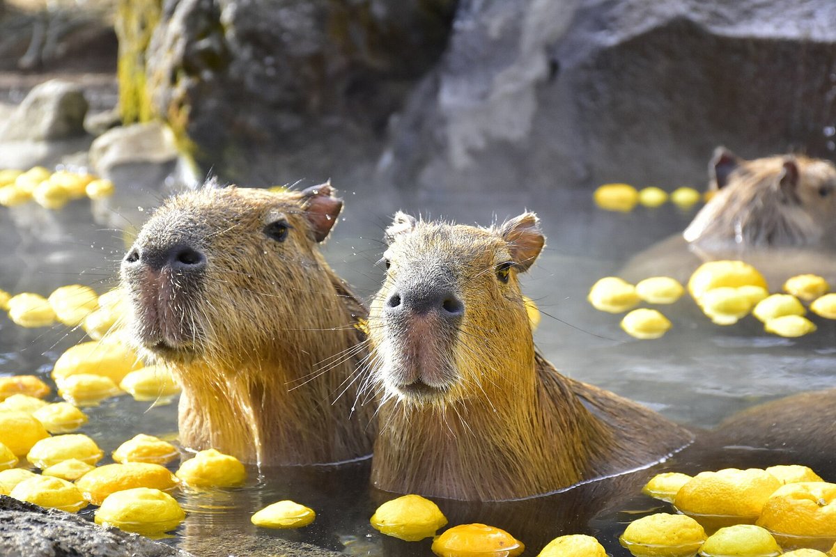 伊豆シャボテン公園 「元祖カピバラの露天風呂」が 冬季限定で開催中