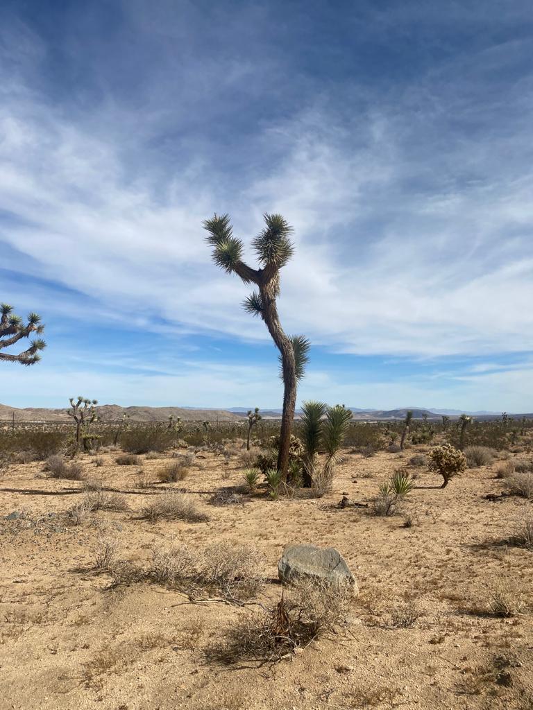 UsaExpert's tweet photo. Alan Wilson hits the road – first, stop Joshua Tree; he also managed to visit #AutoCamp an uber-cool classic Airstream camp. There are other locations around the US - we love this twist on hotel accommodation! Here are Alan’s Joshua Tree highlights. #joshuatree #roadtrip https://t.co/DULGNUK4r8